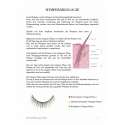 Aufbau einer Wimper aus dem Handbuch für Wimpernverlängerung von WOWbrows
